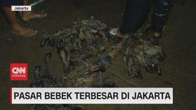 VIDEO: Berkunjung Pasar Bebek Terbesar di Jakarta
