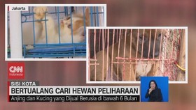 VIDEO: Bertualang Cari Hewan Peliharaan