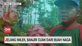 VIDEO: Jelang Imlek, Banjir Cuan Dari Buah Naga