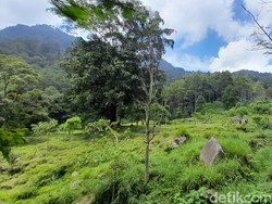 Mendaki Seorang Diri, Wendi Dilaporkan Hilang di Gunung Manglayang