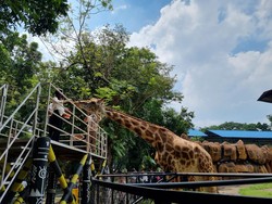 Seru Banget! Tunggang Gajah-Jerapah di KBS Masih Diminati Saat Libur Imlek