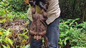'Ending' Tragis Kodok Raksasa Toadzilla, Disuntik Mati demi Lingkungan