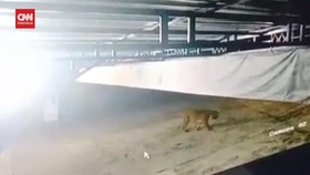 VIDEO: Harimau Sumatera Terekam CCTV Masuk Area Permukiman di Riau