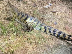 Buaya 2 Meter Muncul di Permukiman di Bone, Warga Geger