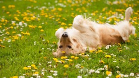 Jelang Nikah di Luar Negeri, Paspor Pasangan Ini Malah Dimakan Anjing