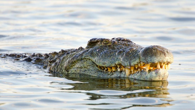 Ilustrasi Buaya 'Antarkan' Jasad Balita Nile Crocodile. Kruger National Park. South Africa.