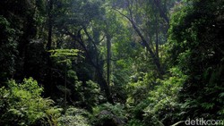 img-title Viral Nenek Misterius Ditemukan di Hutan Karanganyar, Begini Kondisinya