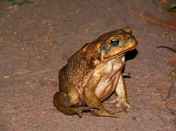 7 Fakta Seram Kodok Tebu Jumbo yang Teror Australia