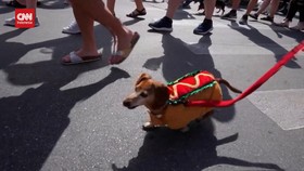 VIDEO: Lucunya Anjing Dachshund Ikut Parade Wienerpalooza