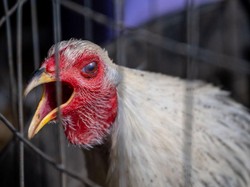 Antisipasi Flu Burung, Distan Bali Semprot Disinfektan di Pasar Unggas
