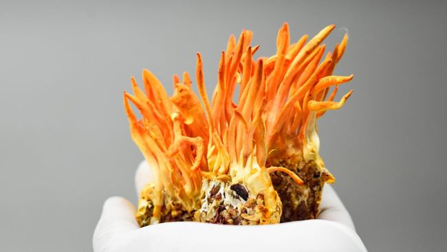 Jamur Cordyceps sebagaimana yang muncul dalam serial The Last of Us ternyata punya potensi manfaat buah kesehatan.