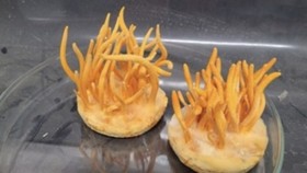 Pakar BRIN Akui 'Zombie' Cordyceps di The Last of Us Masuk Akal