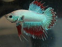 7 Mitos tentang Ikan Cupang yang Dipercaya Banyak Orang, Bagaimana Faktanya?