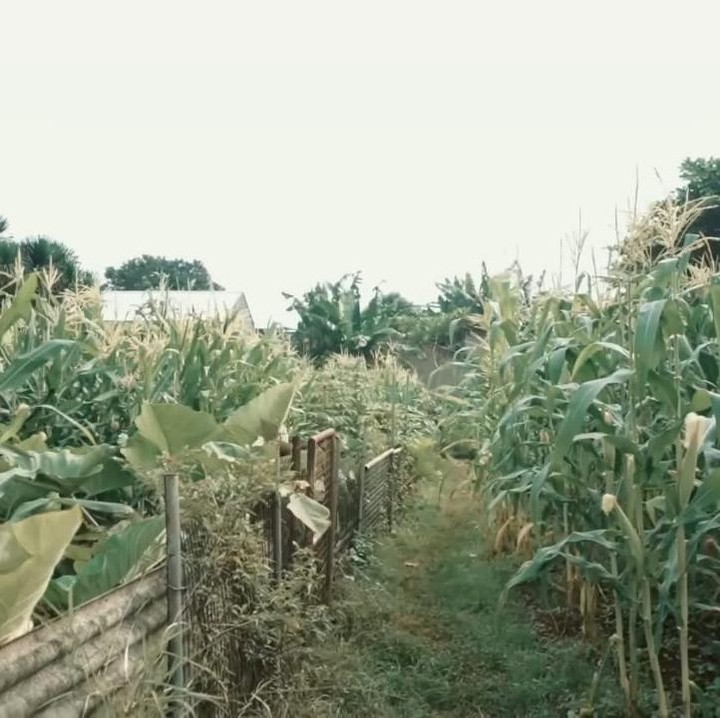 <p>Salah satu area yang menjadi sorotan publik adalah kebunnya yang punya luas 2 hektar, Bunda. Banyak tanaman dan sayuran yang ditanam di kebunnya ini. Mulai dari jagung, talas, mentimun, hingga jahe merah, Bunda. (Foto: YouTube AH)</p>