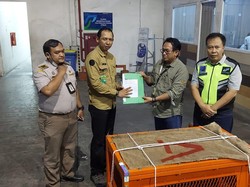BKSDA Sulut Translokasi Orang Utan Hasil Selundupan ke Kaltim
