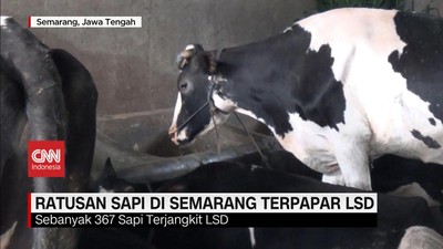 VIDEO: 367 Sapi di Semarang Terpapar Lumpy Skin Disease