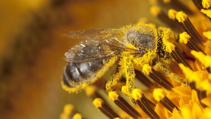 healthy bee pollen grains on wooden background