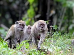 Kisah Kawanan Monyet di Gunungkidul Alami Paceklik Kini Jadi Pemakan Rumput