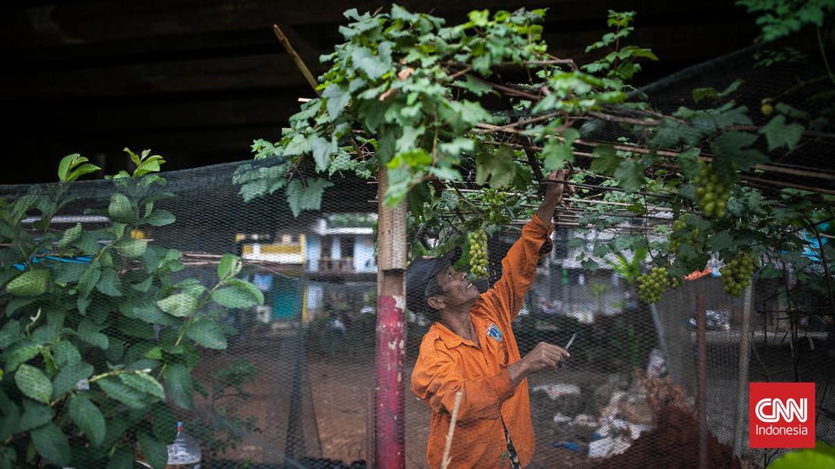 FOTO: Urban Farming di Kolong Tol Becakayu