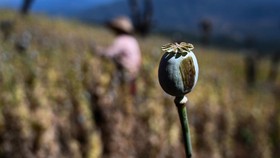 Laporan PBB: Opium Merajalela di Rezim Militer Myanmar, Setara Rp29 T