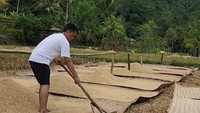 <p>Selain itu, rumah Lesti juga dilengkapi dengan hamparan sawah yang luas. Di tempat ini, keluarga Lesti kerap menanam padi untuk dipanen menjadi beras. (Foto: Instagram @ayah_kejora)</p>