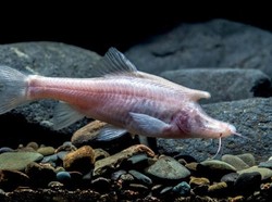 Spesies Baru Ikan Bertanduk dengan Tubuh Albino Ditemukan dalam Gua di China