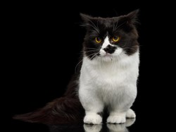 Benarkah Kucing Takut pada Timun? Begini Faktanya