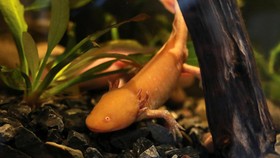 FOTO: Salamander Axolotl, Sang Ksatria Aztec di Ambang Punah
