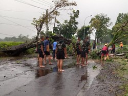 Pohon Tumbang,  Arus Lalin Jalur Tasik-Manonjaya Terganggu