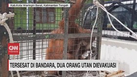VIDEO: Tersesat di Bandara, Dua Orang Utan Dievakuasi