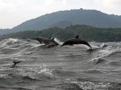 10 Hewan Paling Cerdas di Dunia Menurut Ilmuwan