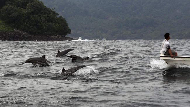 Lumba-lumba terungkap menyelamatkan seorang korban dari santapan hiu di detik akhir di Mesir. Benarkah mamalia itu pelindung manusia di laut?
