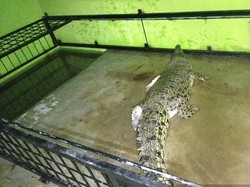 Warga Padang Pariaman Tangkap Buaya 100 Kg Pakai Umpan Ayam