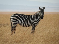 Hari Zebra Internasional 2023, Sejarah dan 7 Fakta Keunikannya