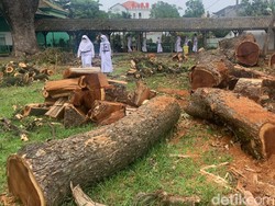 Kata SMAN 1 Semarang-Ganjar soal Penebangan Pohon Berbuntut Alumni Somasi