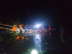 Pohon Tumbang Timpa Tiang PLN di Natuna, Listrik 3 Kecamatan Padam