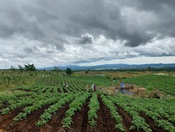 Kementan Ungkap Capaian Food Estate di Humbahas Sumatera Utara