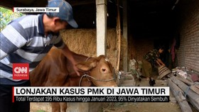 VIDEO: Lonjakan Kasus PMK di Jawa Timur