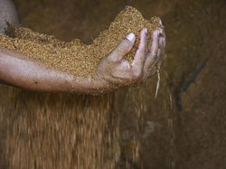 Biomassa Jadi Andalan Gorontalo Genjot PAD