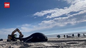 VIDEO: Kisah Tragis Paus Bungkuk Jantan di Pantai New York