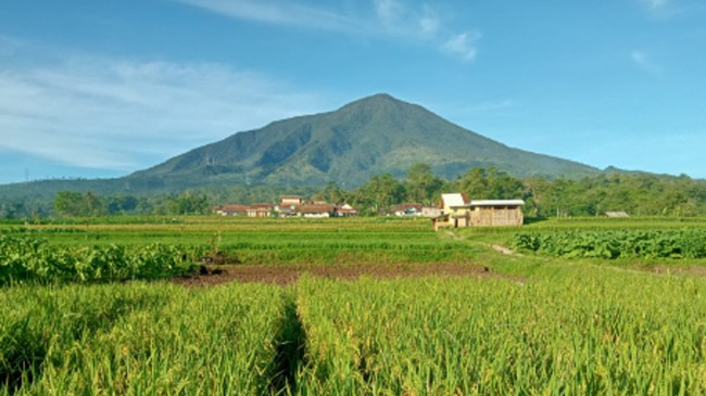 Geliat Ekonomi Desa Mekar Mukti Lewat Inovasi Cuanki hingga Abon Lele Cuanki Lele, kuliner olahan bawang goreng pedas, hingga peternakan domba menjadi primadona Desa Mekar Mukti di Kecamatan Cilawu, Kabupaten Garut, Jawa Barat.