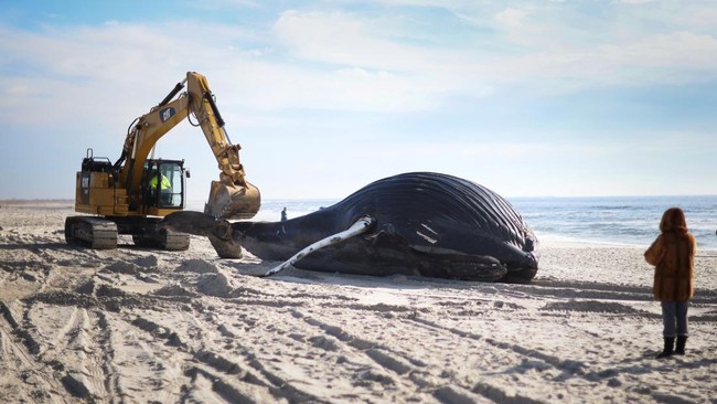 Kenapa paus kerap ditemukan terdampar di pantai dan meninggal? Ahli menyebut manusia punya peran besar.
