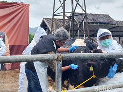 Cek Kesehatan Hewan Kurban di Bandung Bisa Lewat QR Code