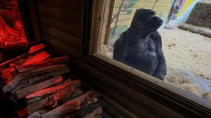 FOTO: Misi Kebun Binatang Kiev Menghangatkan Gorila di Musim Dingin