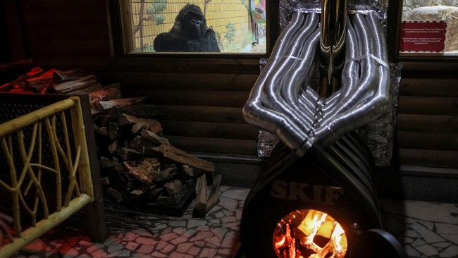 FOTO: Misi Kebun Binatang Kiev Menghangatkan Gorila di Musim Dingin