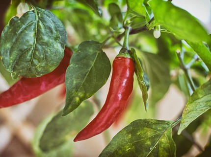 5 Tahapan Cara Menanam Cabe dari Biji agar Cepat Tumbuh