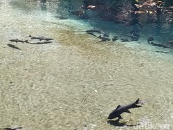 Mitos Ikan Sengkaring dari Blitar, Pantang Diambil Bisa Kesurupan