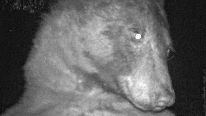 Viral beruang kedapatan selfie sampai 400 foto