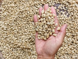 Jadi Incaran! Kopi Ciwidey yang Istimewa dengan Rasa Fruity Kuat