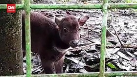 VIDEO: Penampakan Raden, Bayi Anoa Keempat Yang Lahir di Manado